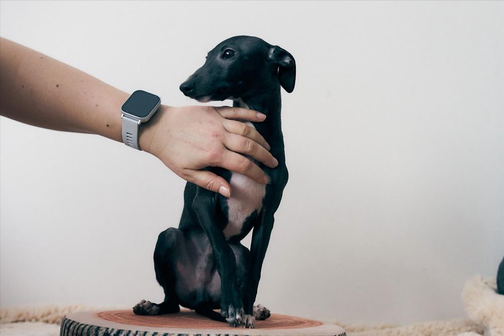 Charcik włoski, piesek, rodowód FCI, warunek hodowlany