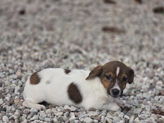 Jack Russell terrier z metryką