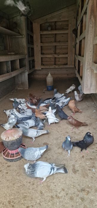 Gołębie stawaki polskie garlacze górnośląskie rysie texanery texaner