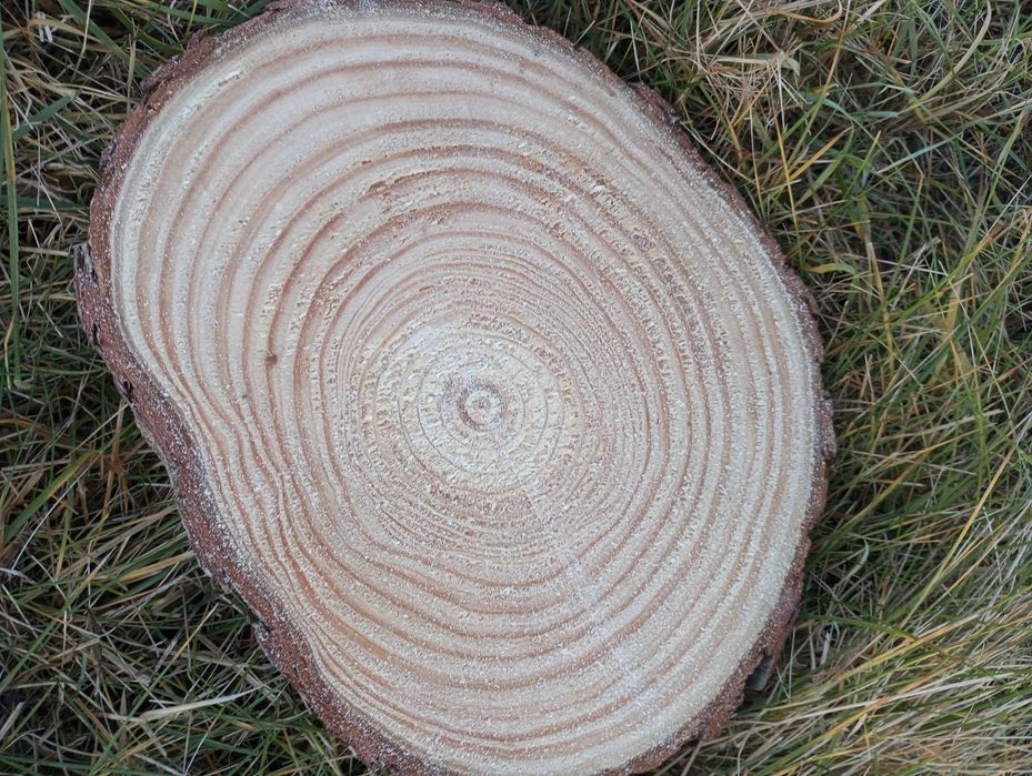 2 sztuki Plaster sosnowy 30-35 cm grubość 2cm świeży