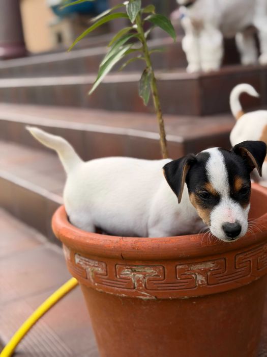 jack russell terrier