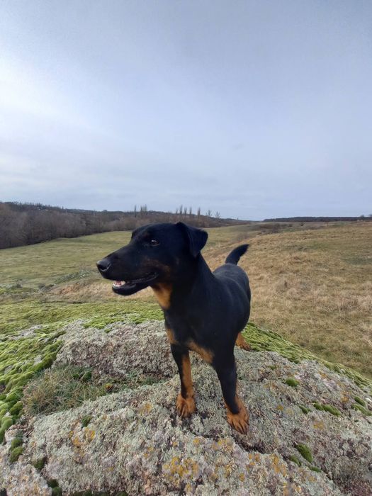 Продам собаку яхтерєр