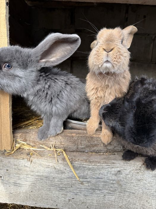 Mlode kroliki sprzedam