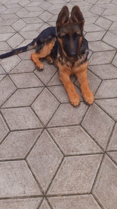 Німецька вівчарка.