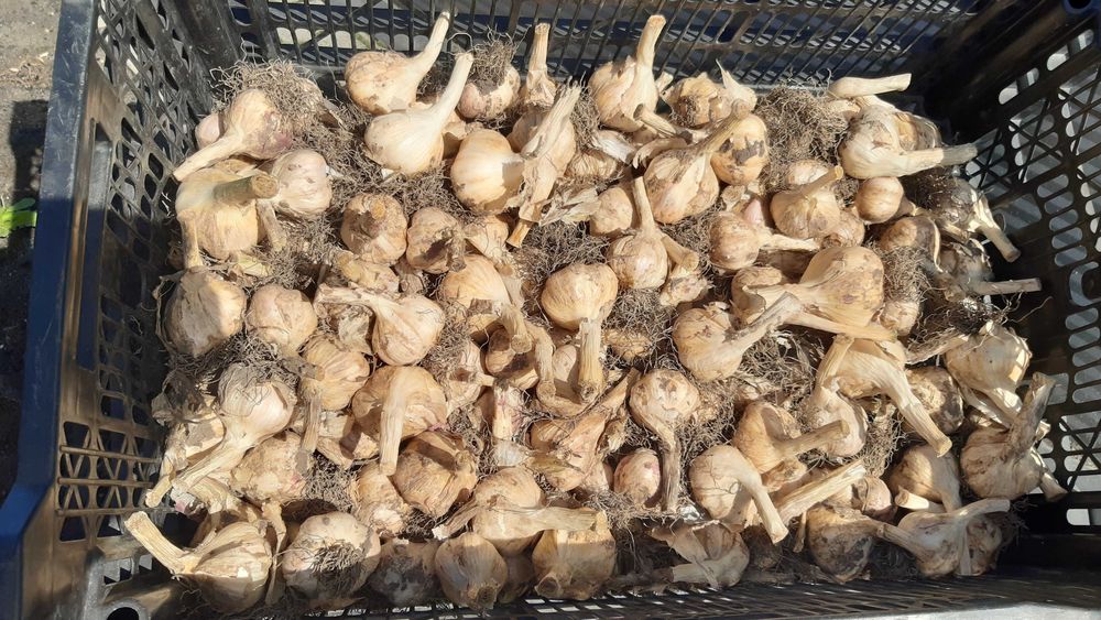 Czosnek wiosenny jarus