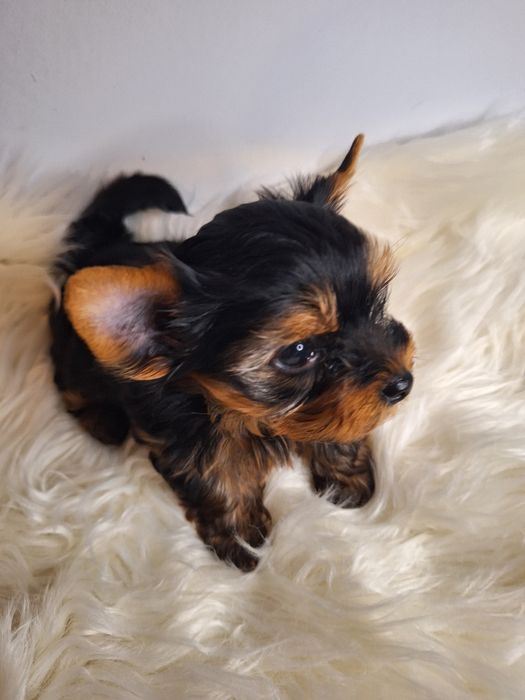 Yorkshire terrier malutki cudowny chłopczyk