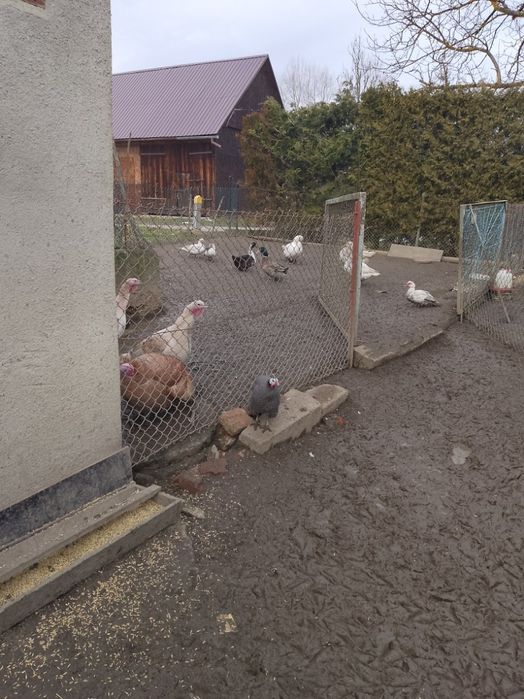 Sprzedam kaczki,gąski i indyki