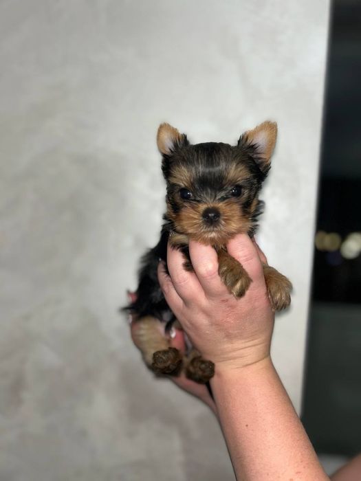 Продам йорка мінідівчинку