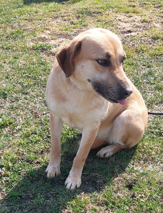 Danna sunia do adopcji