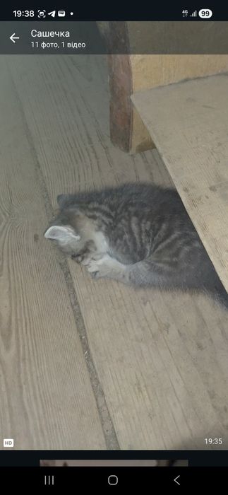 Кошенята безкоштовно