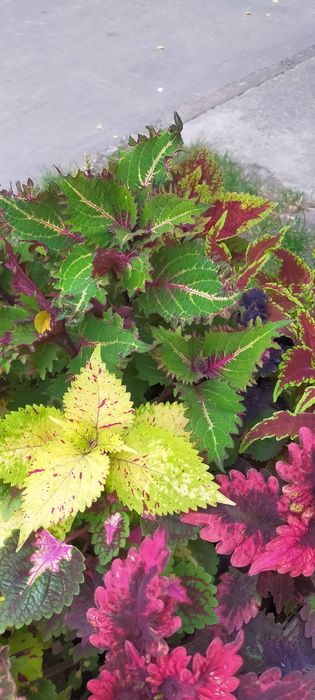 Колеуси ,свіжозріз.Однорічні ,яскраві рослини,зимують в приміщенні.