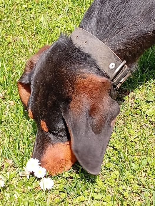 Мисливська собака