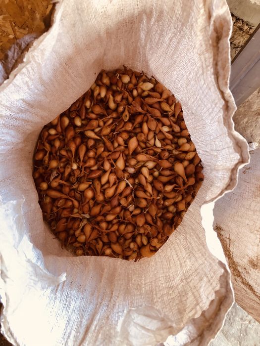 Продам Лук севок