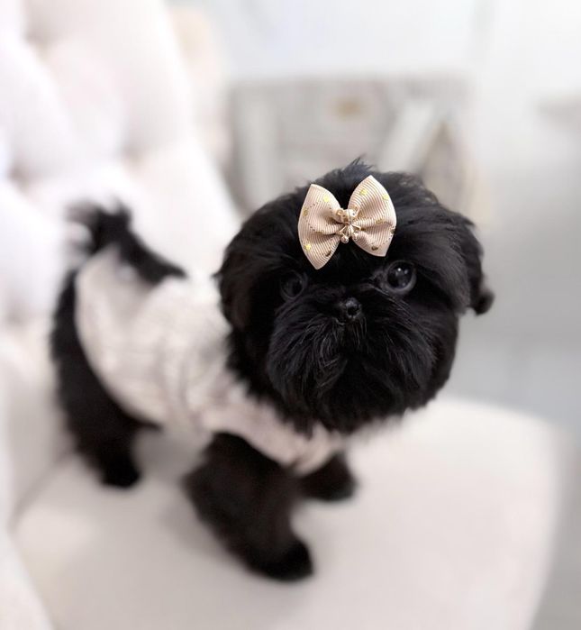 Shih tzu czarny MINI chłopczyk ZKwP FCI z kompletem badań dodatkowych