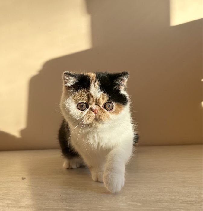 Очень хорошая кошечка