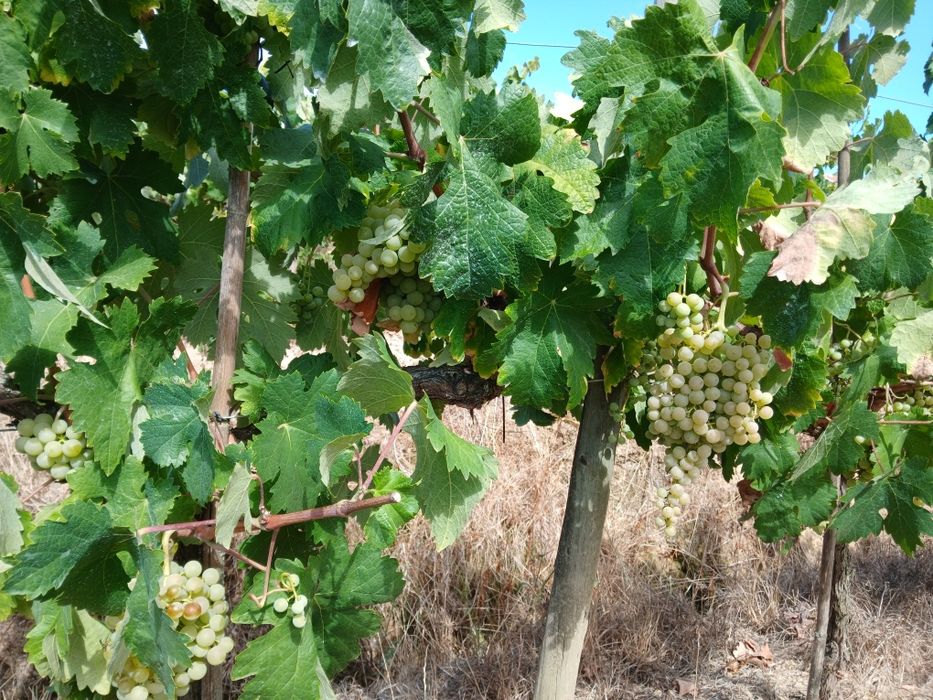 Vendo uvas tintas e brancas para vinho
