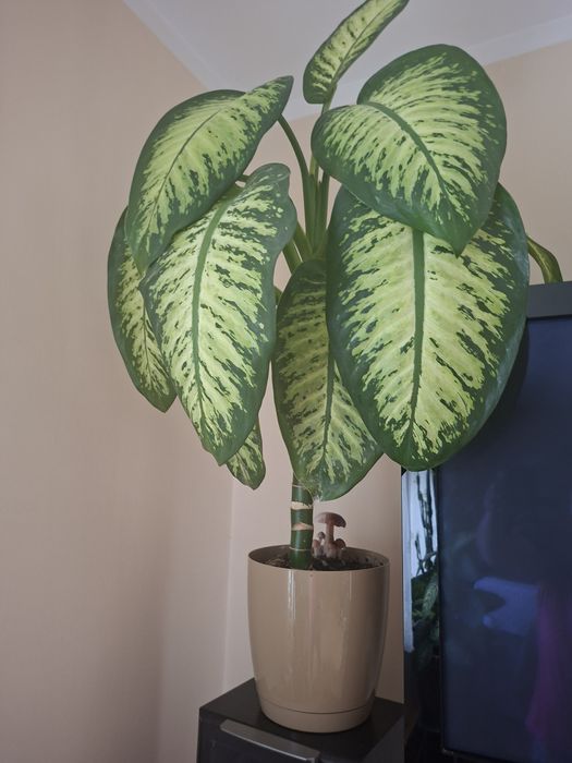 Difebachia - kilka sztuk