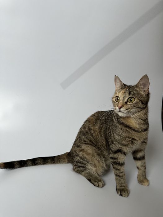 Котёнок кошка полгода