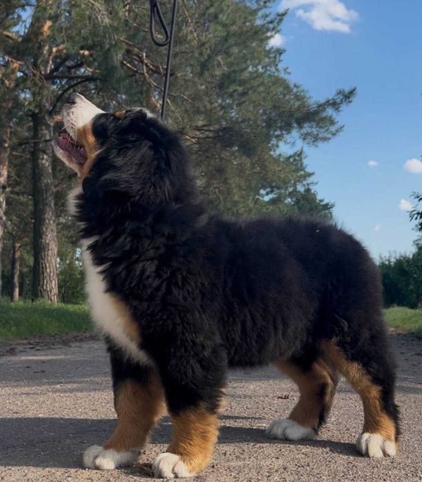 Бернський зененхунд Селіна