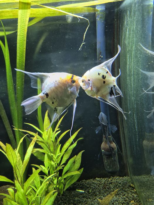 Skalar sprzedam rybkę