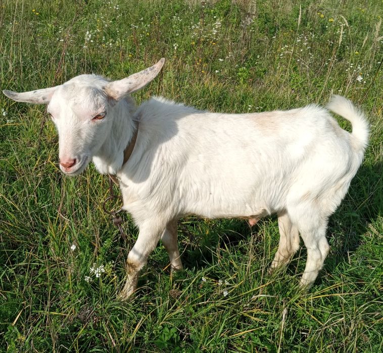 Козли для спарювання