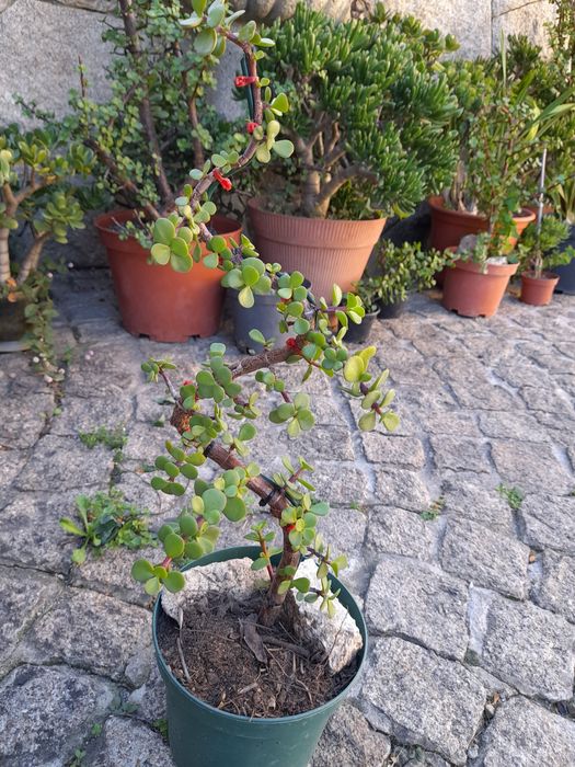 Catos e suculentas