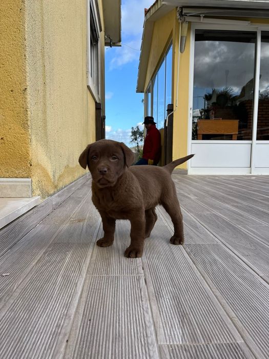 Labrador fêmea com LOP