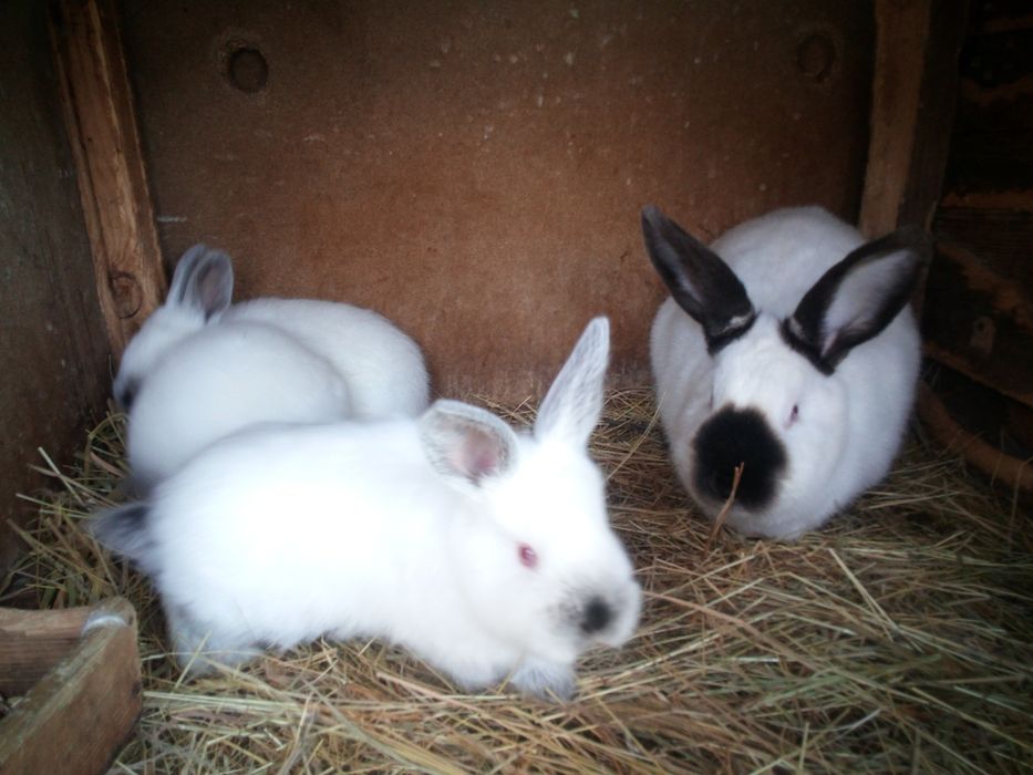 Кролі каліфорнійції,можливий обмін на зерно