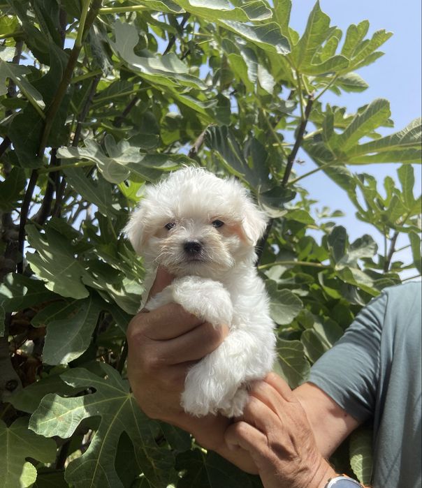 Bichon maltes femea