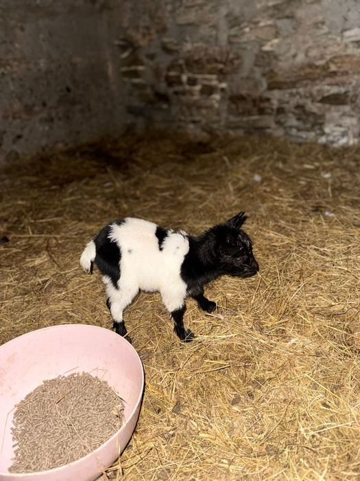 Vendo cabras micro anãs