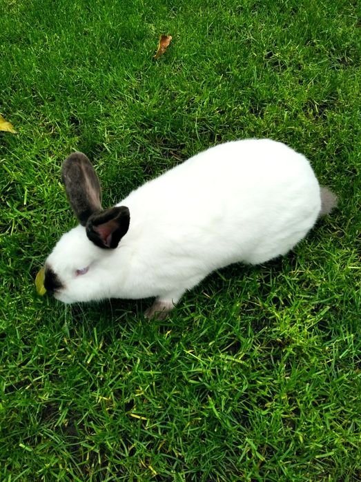 Каліфорнійські кролики!!!