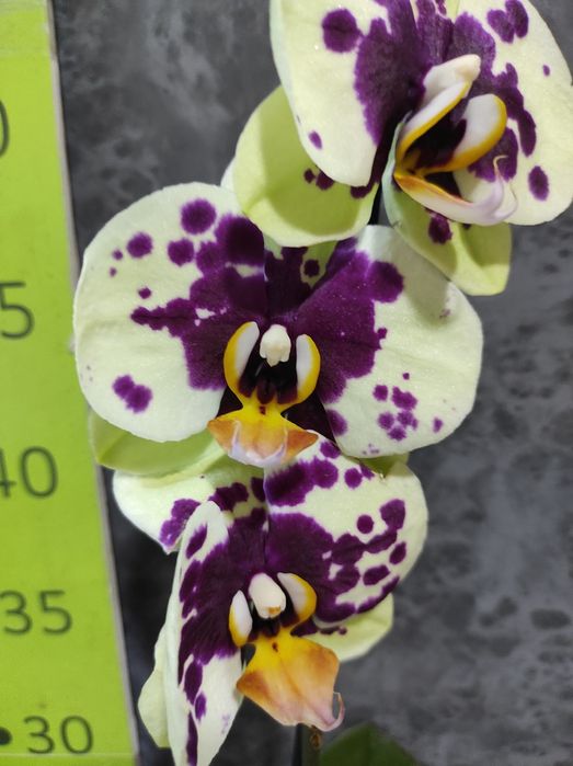 Орхідеї , фаленопсис, відцвіташки