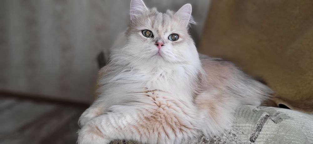 Шикарний британець  шукає подружку