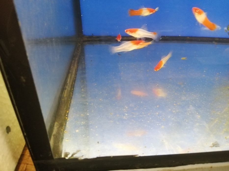 Mieczyk.        koi
