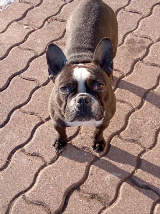 Buldog francuski suczka 20 msc.Rodowod