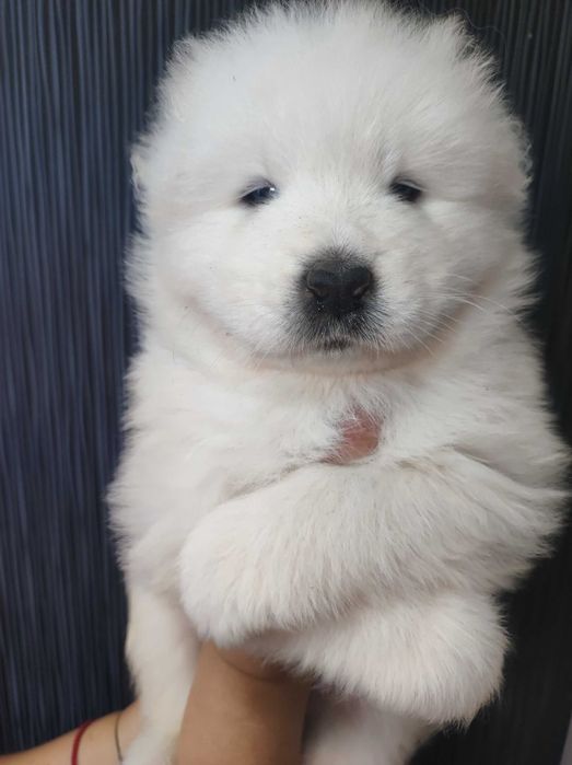 gotowa Samoyed FCI / ZKwP samojed śnieżnobiały