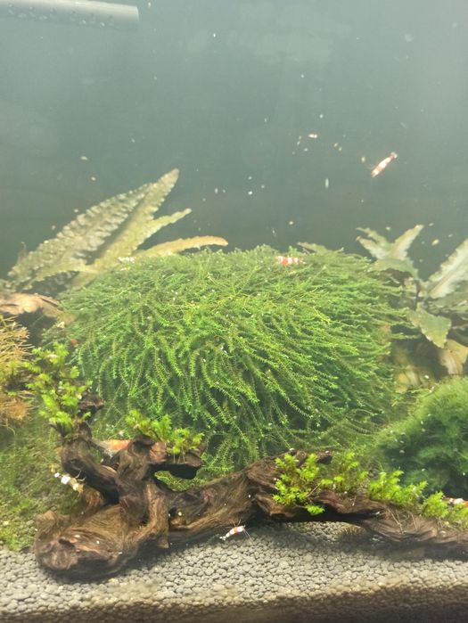 Mchy do akwarium