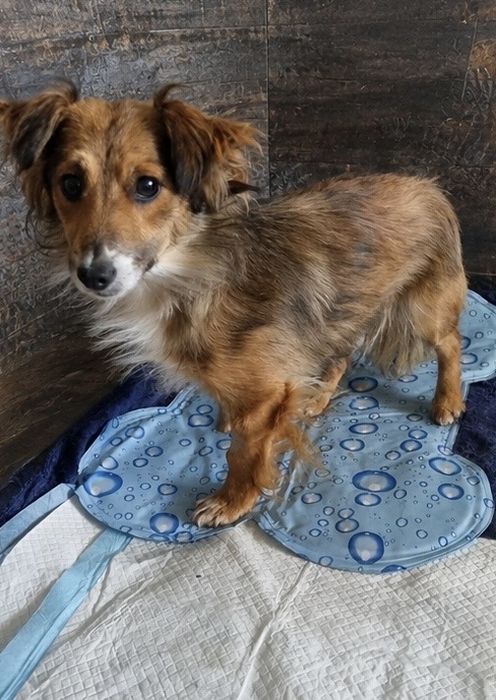 Rambiś szuka swojego czlowieka 5 kg