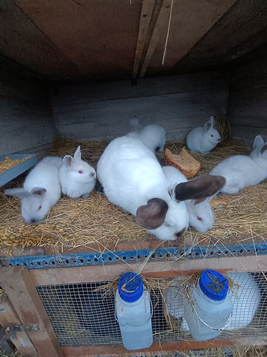 Sprzedam młode Kalifornie