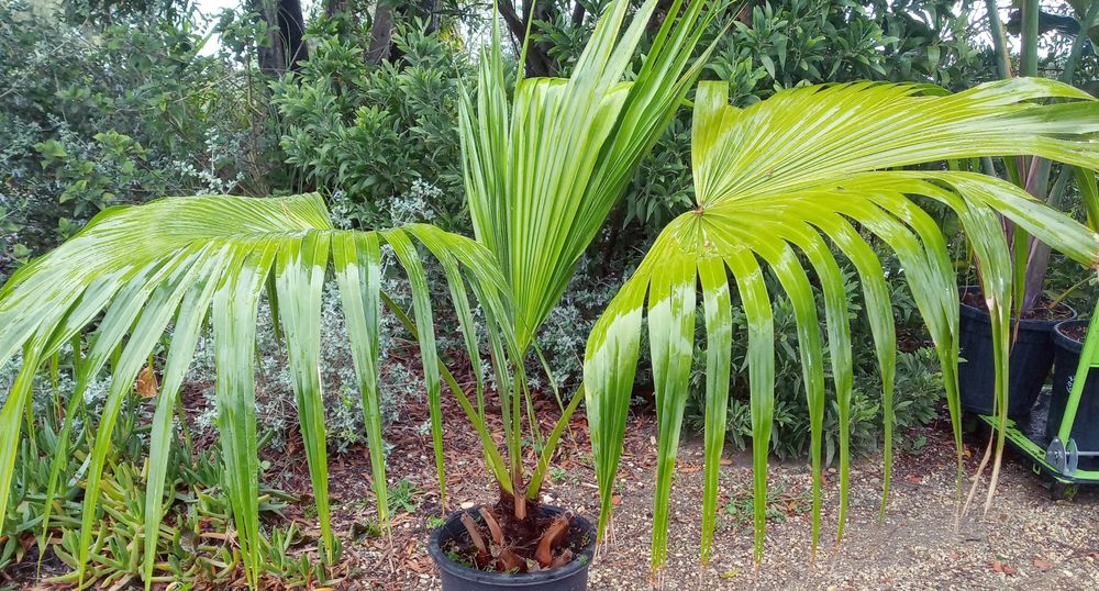 Palmeiras de leque da china, Livistona chinensis