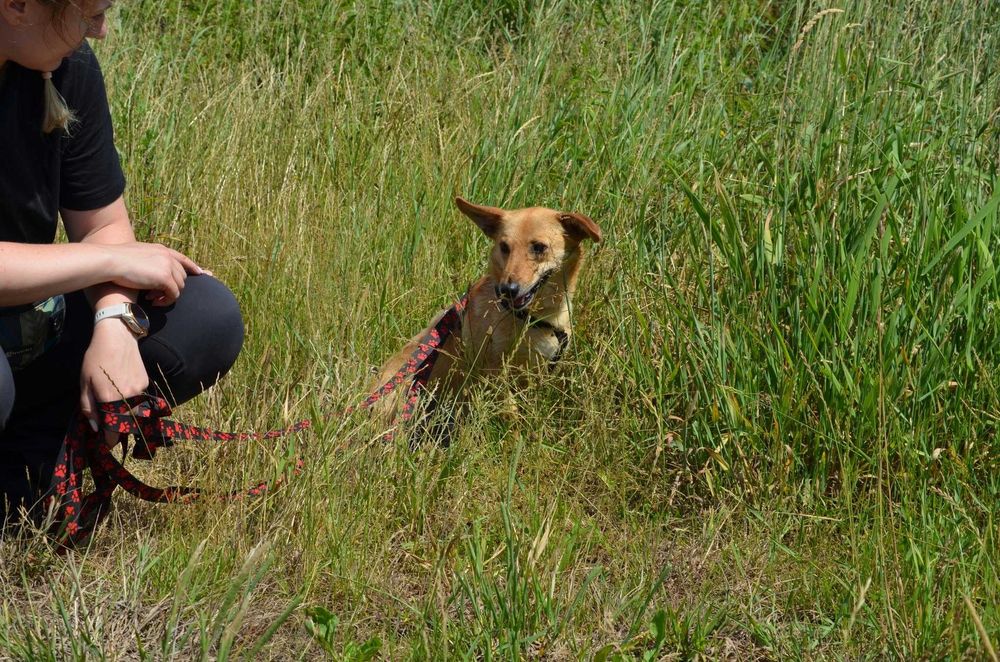 Dobby – około 2-letni psiak, który uczy się bliskości człowieka