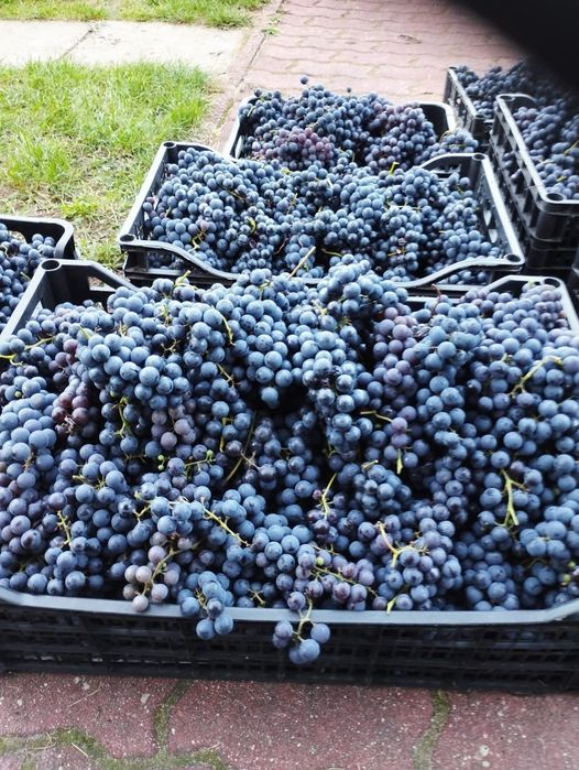 Winogron z własnej działki, winogrona na wino