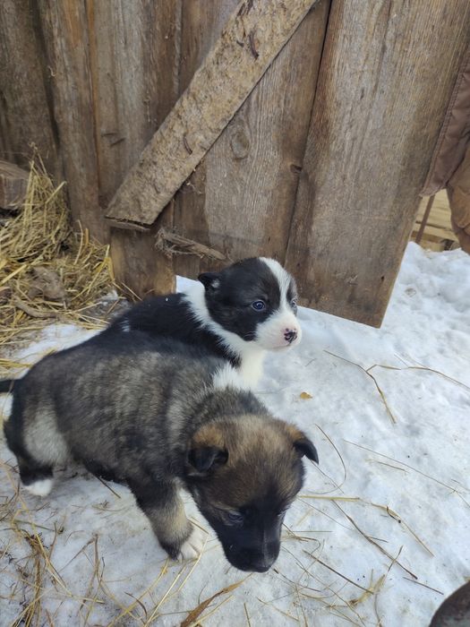 Віддам в добрі руки цуцення  дві  дівчинк (при потребі  стерилізуємо)