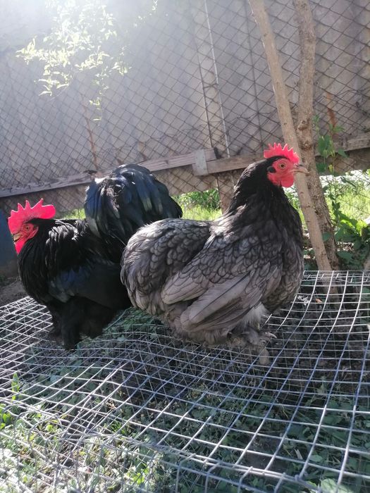 Кохинхин карликовый.