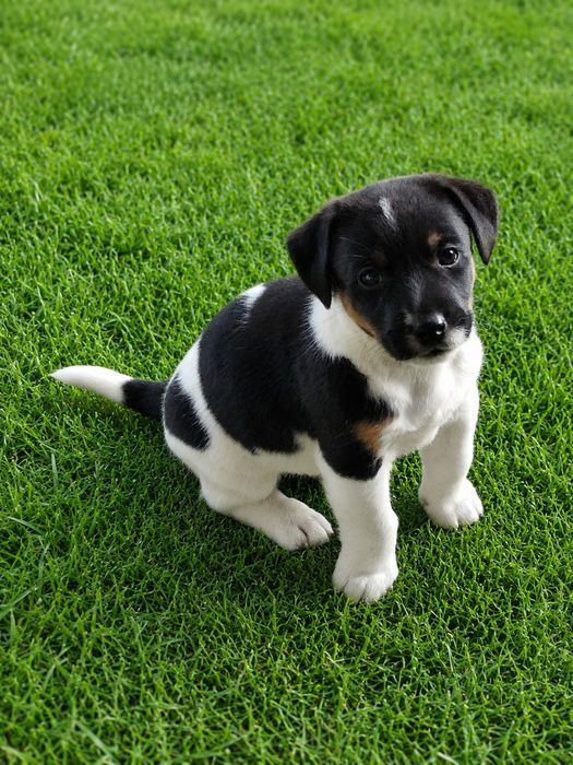 ..Jack Russell..