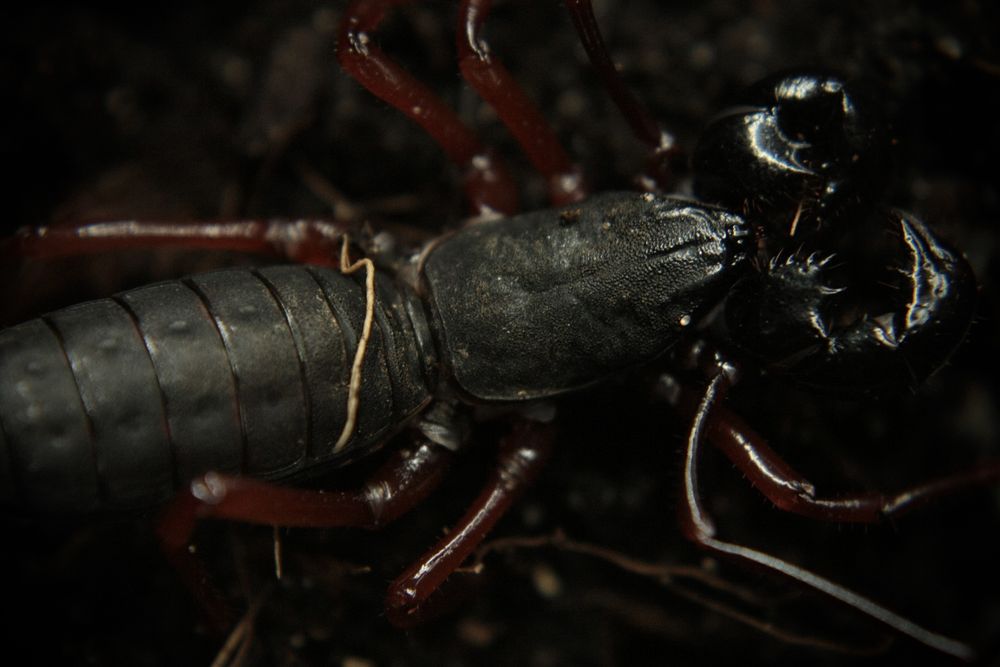Uropyga Typopeltis sp. Thailand