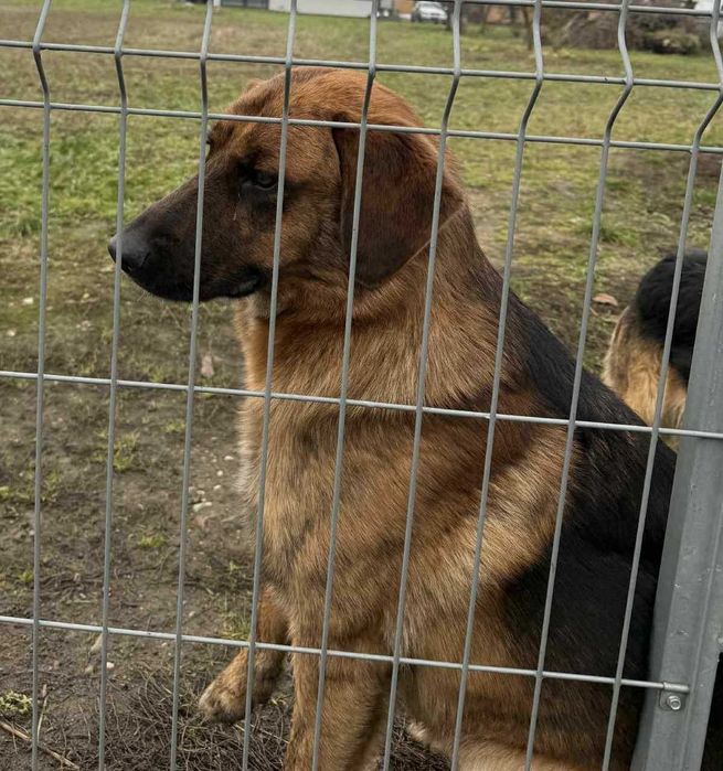 Owczarek  szuka domu schronisko Zgierz -aktualne