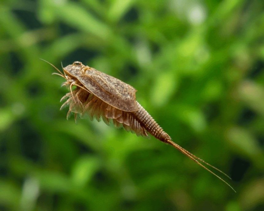 Triops cancriformis