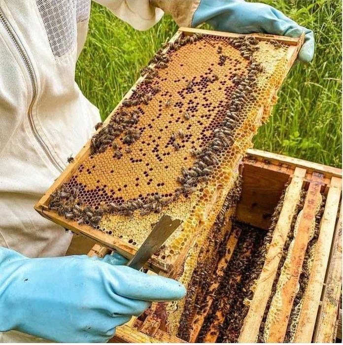 Enxames/Desdobramentos - Abelhas - Primavera 2026