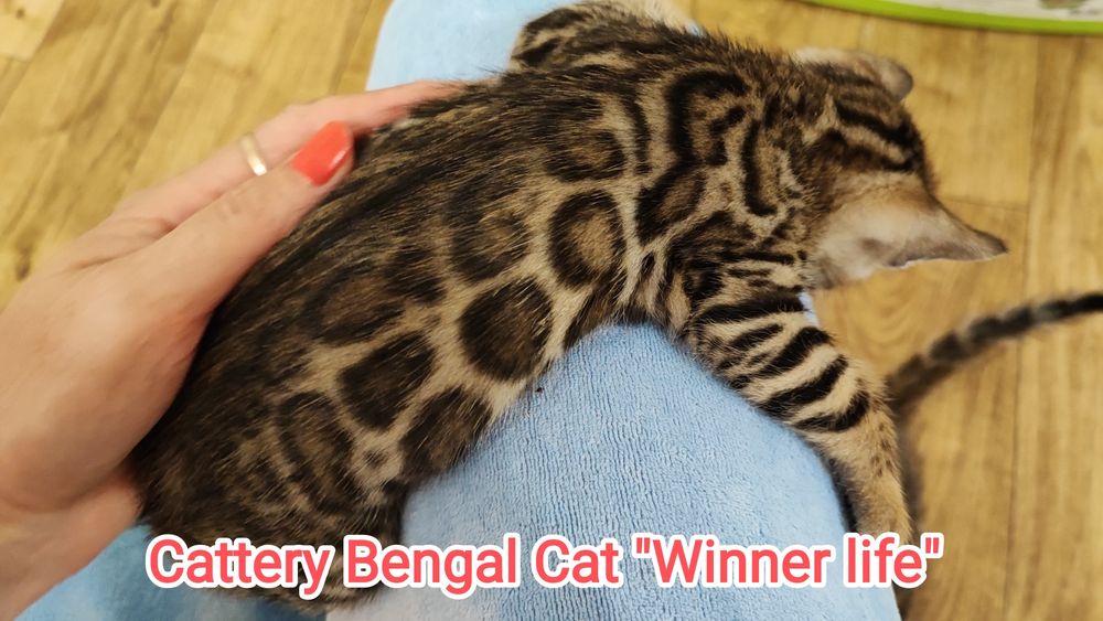 Бенгальські кошенята. Офіційний Розплідник!